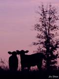 mtcows.jpeg